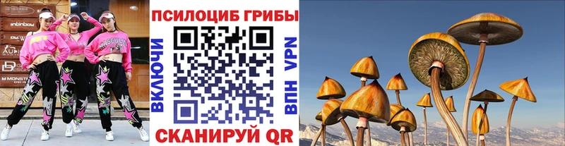 Галлюциногенные грибы Psilocybe  где продают наркотики  Куровское 